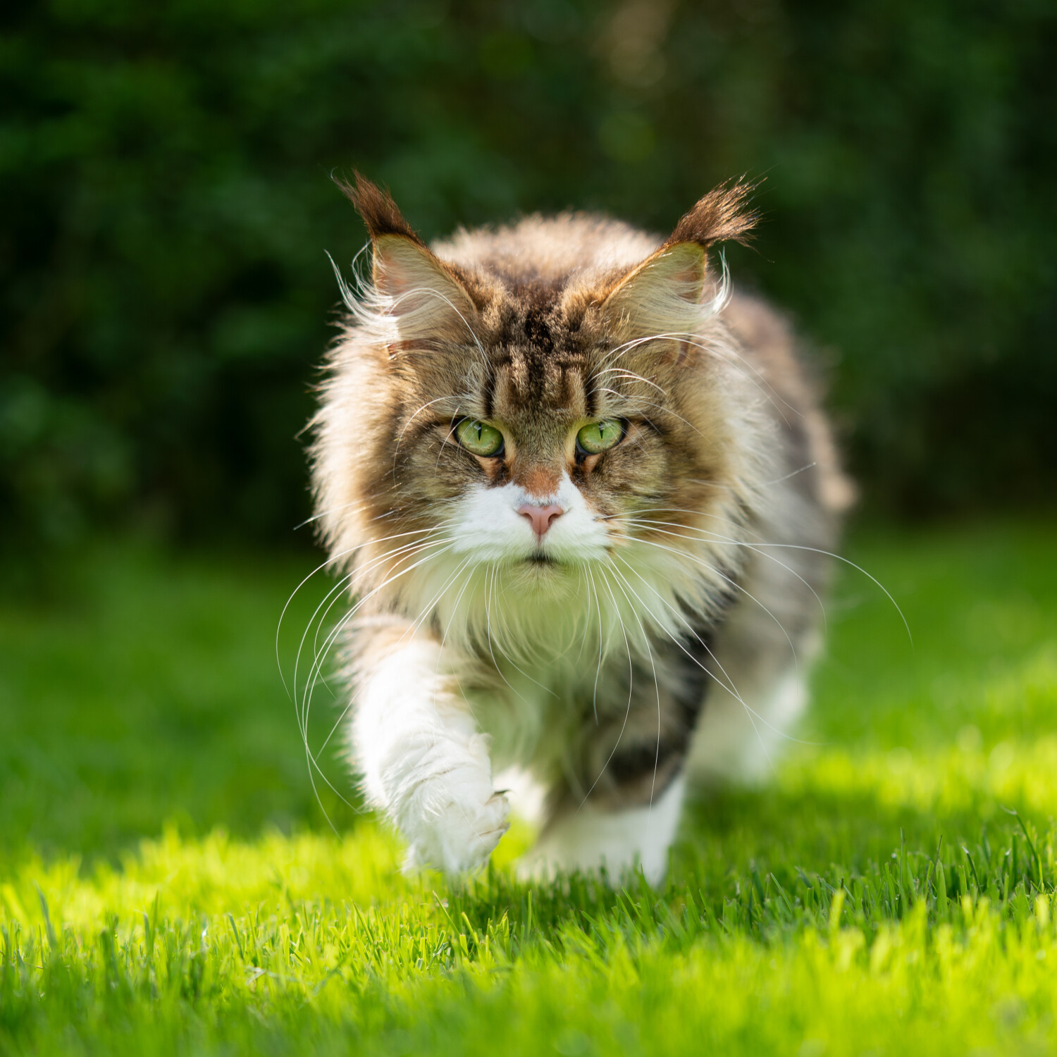Katten weren uit de tuin - katten verjagen - katten uit de tuin houden
