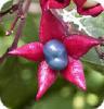 Kansenboom of de Clerodendron met prachtige vruchten