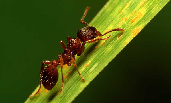 Mieren bestrijden mieren verdelgen in tuin en huis het ongedierte doden; bestrijding mier 