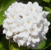 Lekker geurende bloeiende sierstruiken tijdens de lente (1)