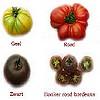 Tomaten telen in serre of buiten teelt verzorging ziektes tomatenplaag bestrijding zieke planten
