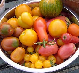 tomaten eten is gezond en zorgt voor kleiner risico op kanker door lycopeen in tomaten gezonde groente