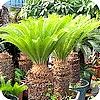 zaaien cycas revoluta palmen tropische plant valse sagopalm of cycaspalm zaden planten