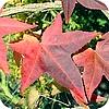 Liquidambar amberboom soorten cultivars en hun herfstverkleuring soorten bomen met mooie bladeren