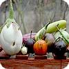 Aubergines zaaien - info en weetjes over de aubergine of eierplant