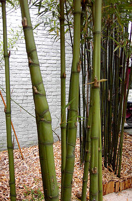 Woekerende bamboe soorten - rhizoombegrenzer - - verwijderen bamboe