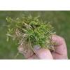 Mos bestrijden in het gazon - mos bestrijden door te kalken of met meststof met indirecte werking tegen mos