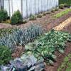Groenten en fruit in eigen tuin kweken - groenten en fruit organisch bemesten met meststof - Koemest Kippenmest en Paardenmest
