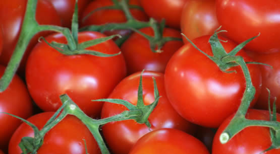 Tomaten opkweken en tomaten neusrot bestrijden