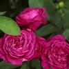 Soorten rozen en wanneer snoeien en hoe snoeien en wanneer de soorten rozen mesten