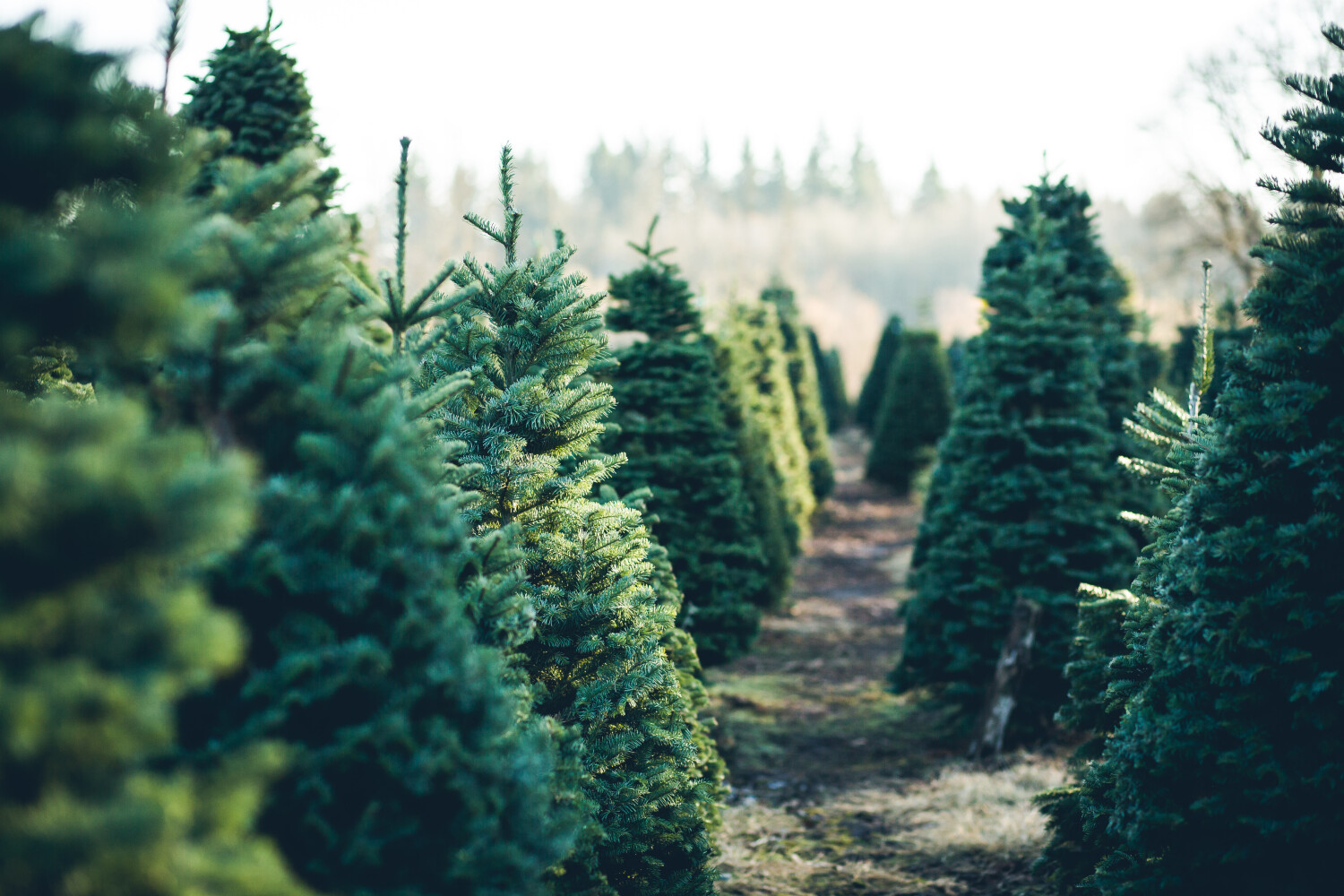 Kerstbomen overhouden - onderhoud kerstboom