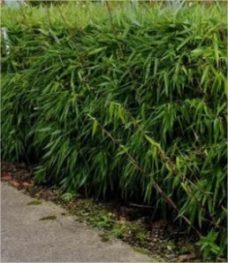 Groenteboer reflecteren Ministerie Problemen met woekerende bamboe - Tuinadvies