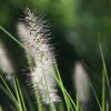 Soorten grassen en siergrassen - tuinaanlegtips voor siergras