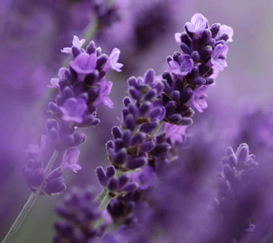 Soorten lavendel met weinig onderhoud - Lavendel voor beginners