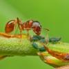 Mieren vermijden en ecologisch verdelgen 