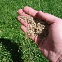 Verschillende grassoorten - grasmengsel kiezen