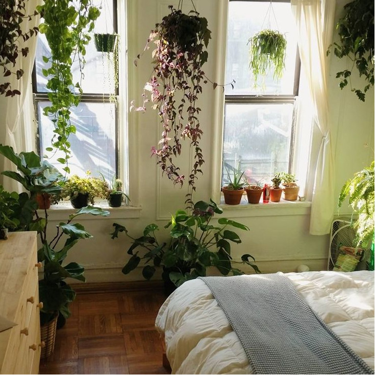 Inspireren dood vragen 7 planten voor de slaapkamer - Tuinadvies