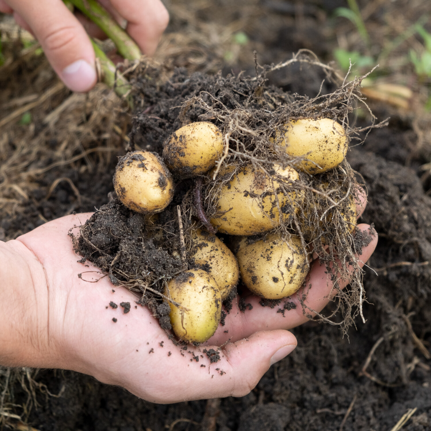 Aardappelen kweken - soorten aardappelen