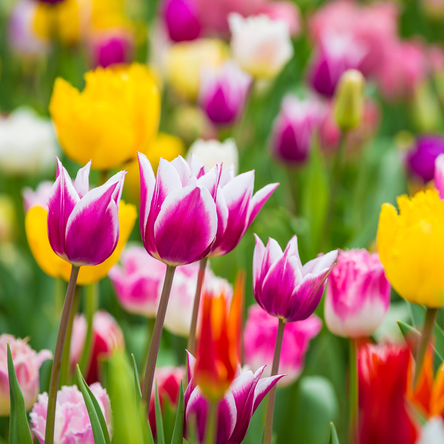 Scenario zien Netto Voorjaarsbloeiende bloembollen in de herfst planten - Tuinadvies