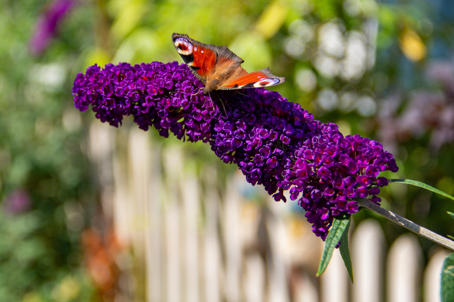 Vlinderstruik - Buddleja als vlinderlokker