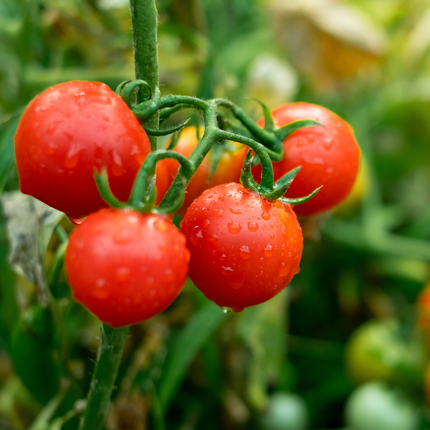Tips bij het zaaien van tomaten - tomaten kweken