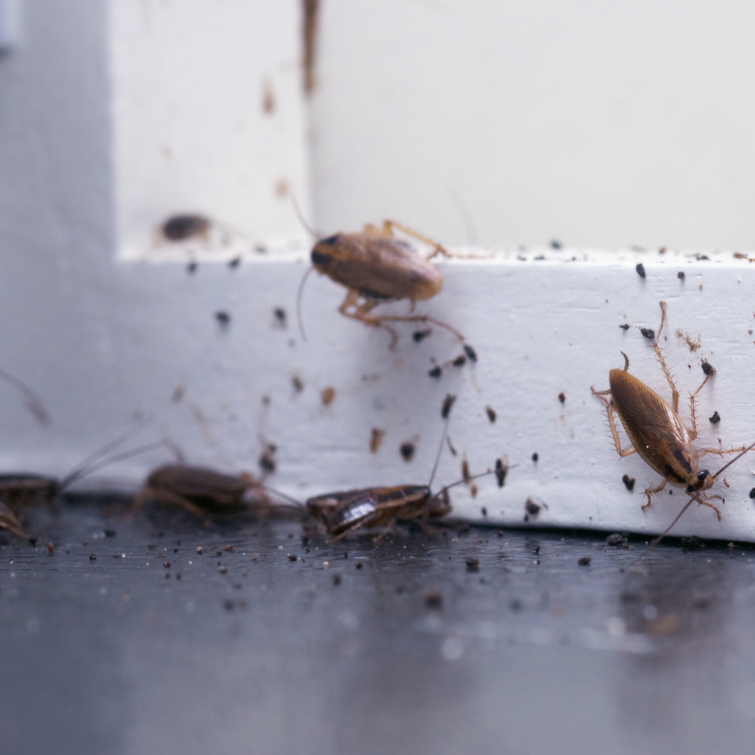 Kakkerlakken in huis - kakkerlakken bestrijden