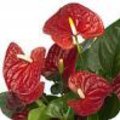 Anthurium Andreanum Grp. Sierra met mooie rode bloemen die lang bloeien