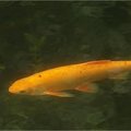 Vijver: de goudwinde, een dankbare vijvervis