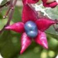 Clerodendron - kansenboom