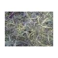 Dragon of Artemisia dracunculus: eigenschappen, vermeerderen, recepten, geneeskracht,...