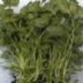 Koriander of Coriandrum sativum: plantinfo, standplaats, opkweek, gebruik keuken, geneeskracht