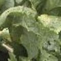 Mierikswortel of Armoracia rusticana: standplaats, gebruik in de keuken, vermeerderen, geneeskrachtige eigenschappen,...
