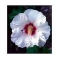 Hibiscus - altheastruik: snoeien, ziekten, plagen, vermeerderen, soorten, standplaats,...