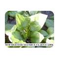 Spinazie telen in de moestuin (Spinacia oleracea)