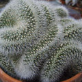Cactussen jaarkalender: de verzorging van een cactus maand per maand