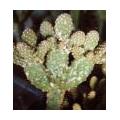 Ongedierte en schimmels die cactussen kunnen belagen