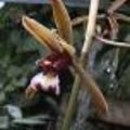 Cymbidium species: niet zo vaak geziene orchideeen in een collectie