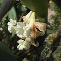 Flickingeria orchidee