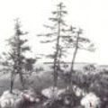 Bomen: Bonsai verzamelen uit het Wild (Yamadori)