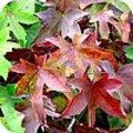 Verkleurende bladeren zorgen voor herfstsfeer in de tuin