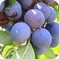Wilde pruim, kroosjespruim of mirabelpruim: Prunus domestica insititia