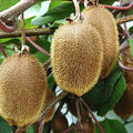 Klimmend fruit: kiwi en druiven