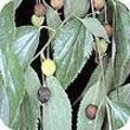 Celtis australis of netelboom ook zwepenboom is een schaduwboom die vaak als parkboom wordt geplant