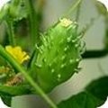 Cyclanthera pedata: olijfkomkommer of Mexicaanse augurk