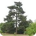 Pinus nigra / zwarte den