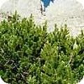 Pinus mugo of bergden wordt vooral in rotstuinen aangeplant.