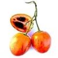 Tamarillo of boomtomaat is een bijzonder en kleurrijk vruchtgewas.