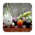 Aubergines zaaien, info, oorsprong en weetjes over de aubergine of eierplant
