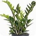 Zamioculcas zamiifolia ‘Zamicro’