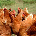 Kippen-ABC van het ei met tips en weetjes over eieren en hun gezondheid